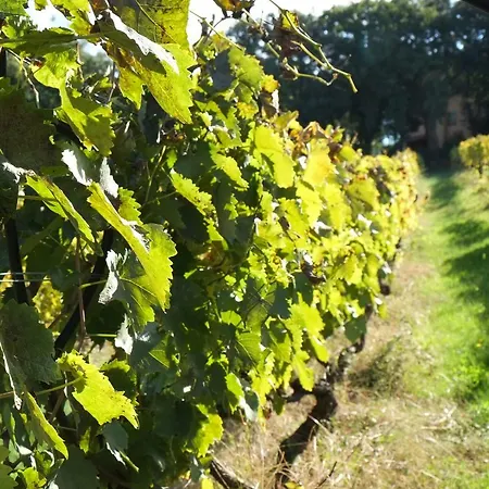 Tenuta De Fanti * Bibbona