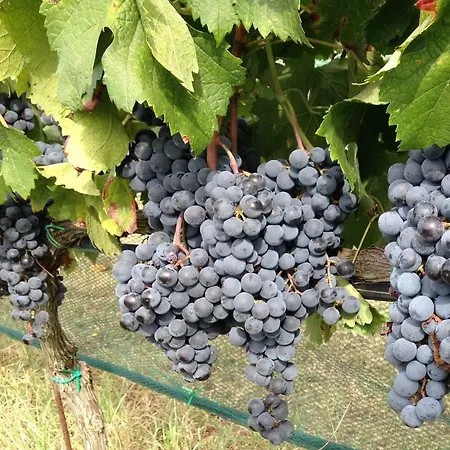 Tenuta De Fanti Bauernhof *